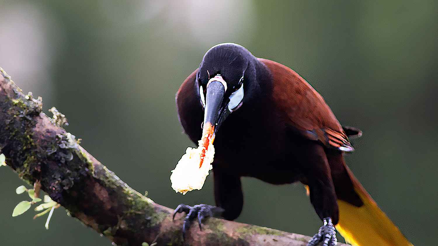 Montezuma Oropendola